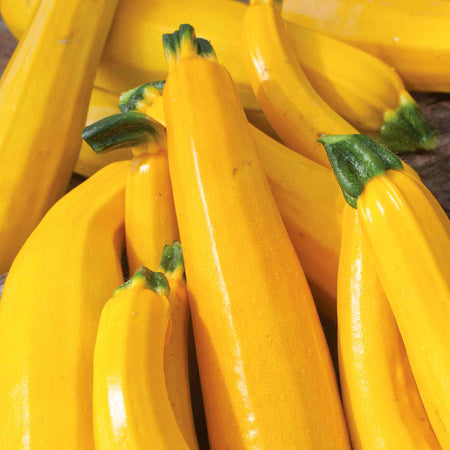 Courgette 'Lemona'