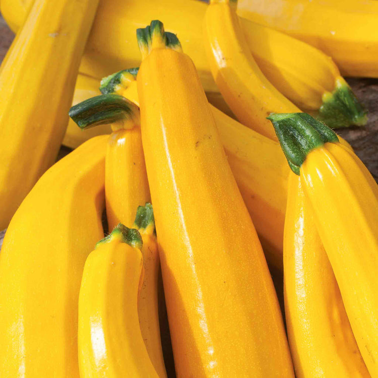 Courgette 'Lemona'