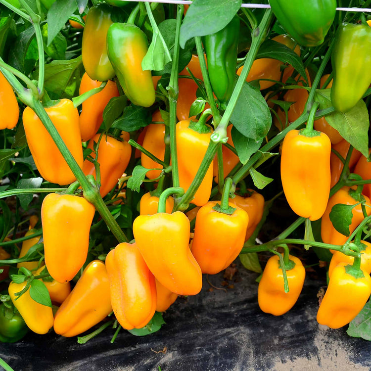 Sweet Pepper Collection 'Snackbite'