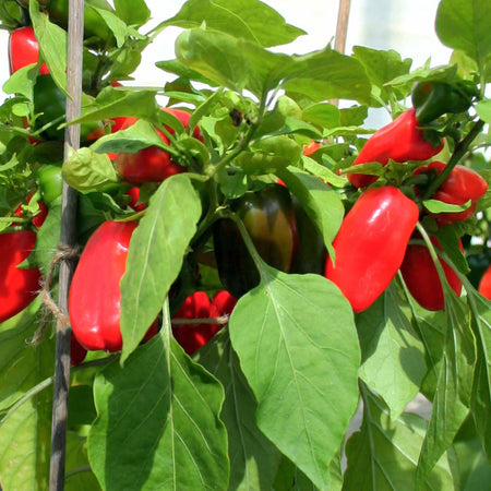 Sweet Pepper 'Snackbite Red'