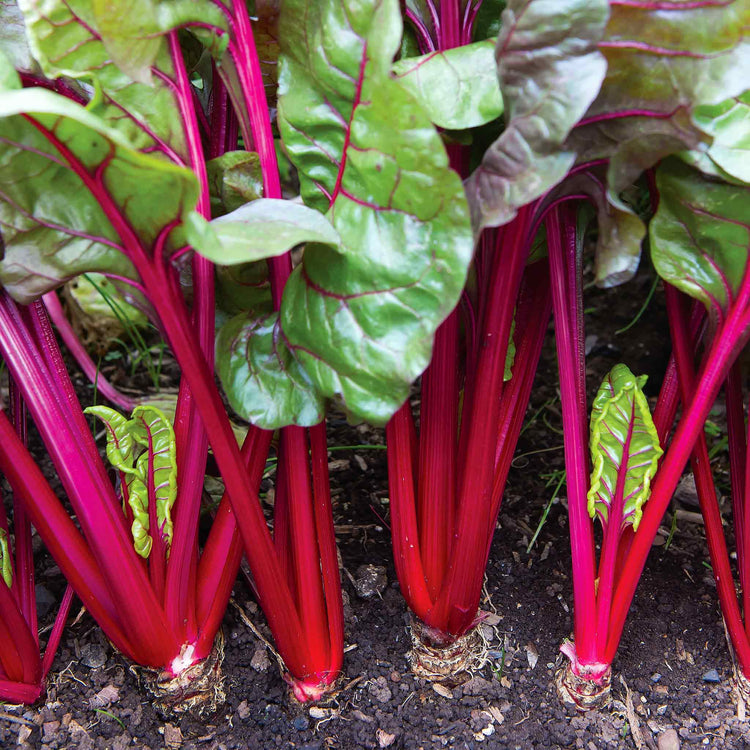 Swiss Chard Seeds 'Red Magic'