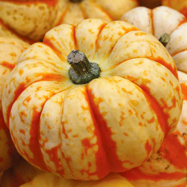 Pumpkin Seeds 'Sweet Lightning'