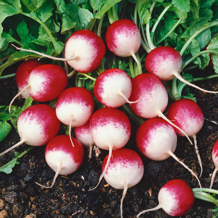 Radish Seeds 'Sparkler'