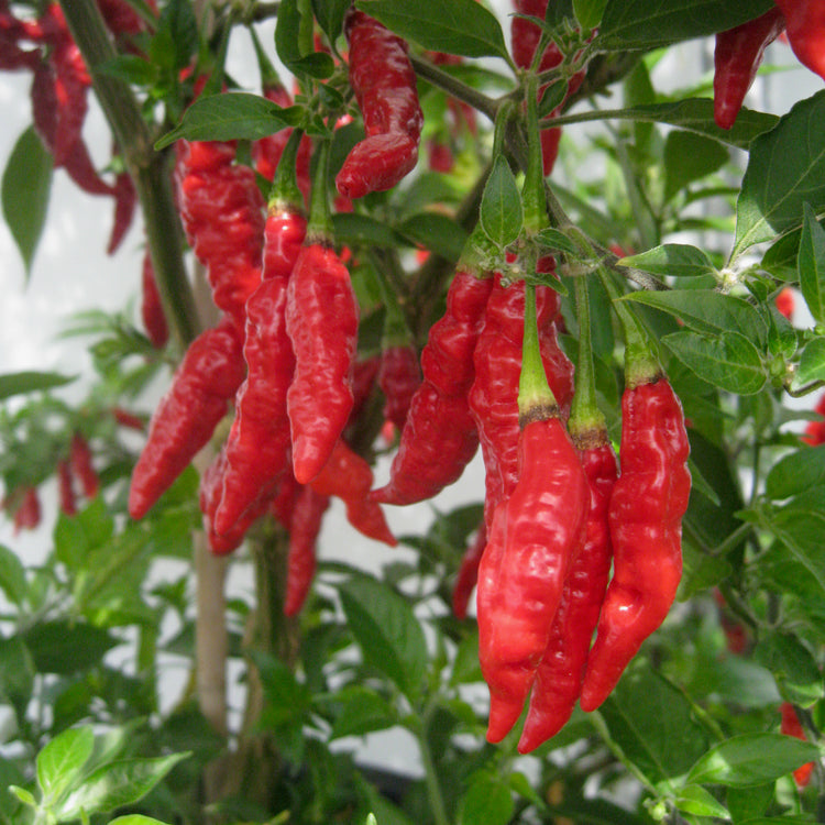 Chilli Pepper Seeds 'Fruity Volcano'