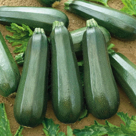 Courgette Seeds 'Black Forest' F1