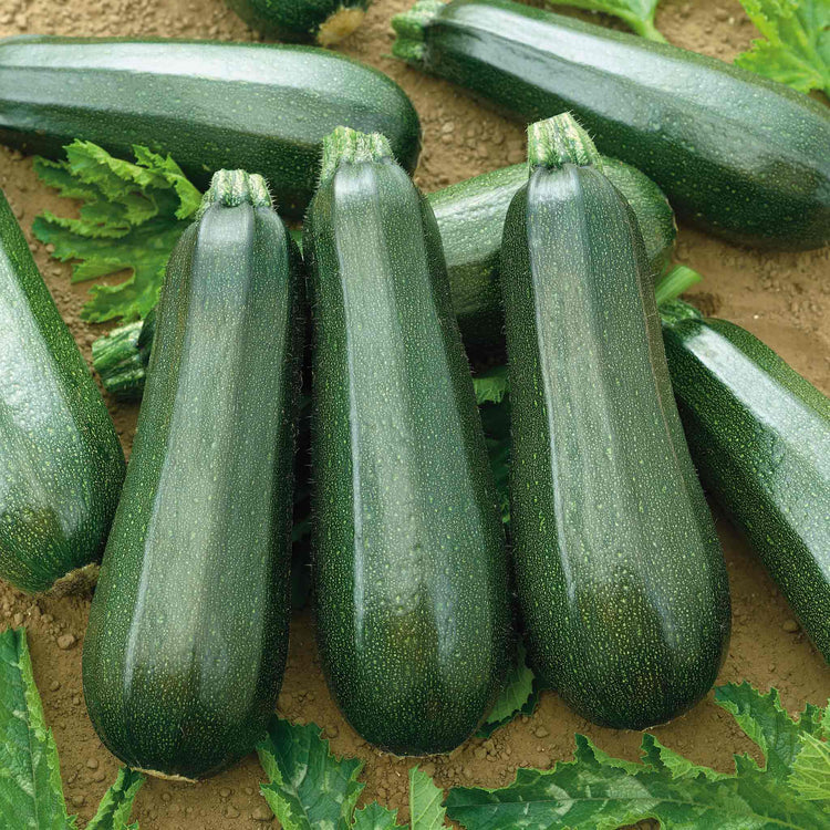 Courgette Seeds 'Black Forest' F1