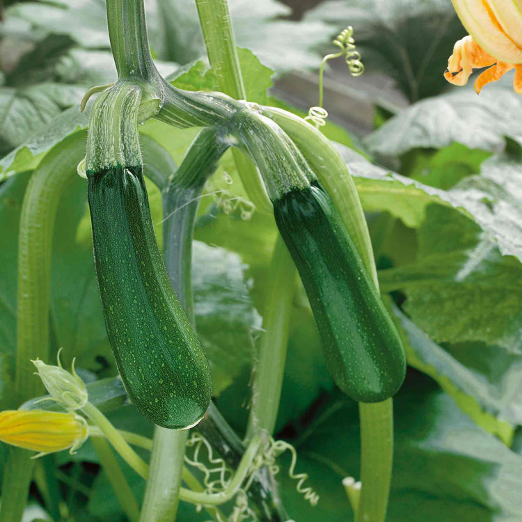 Courgette Seeds 'Black Forest' F1