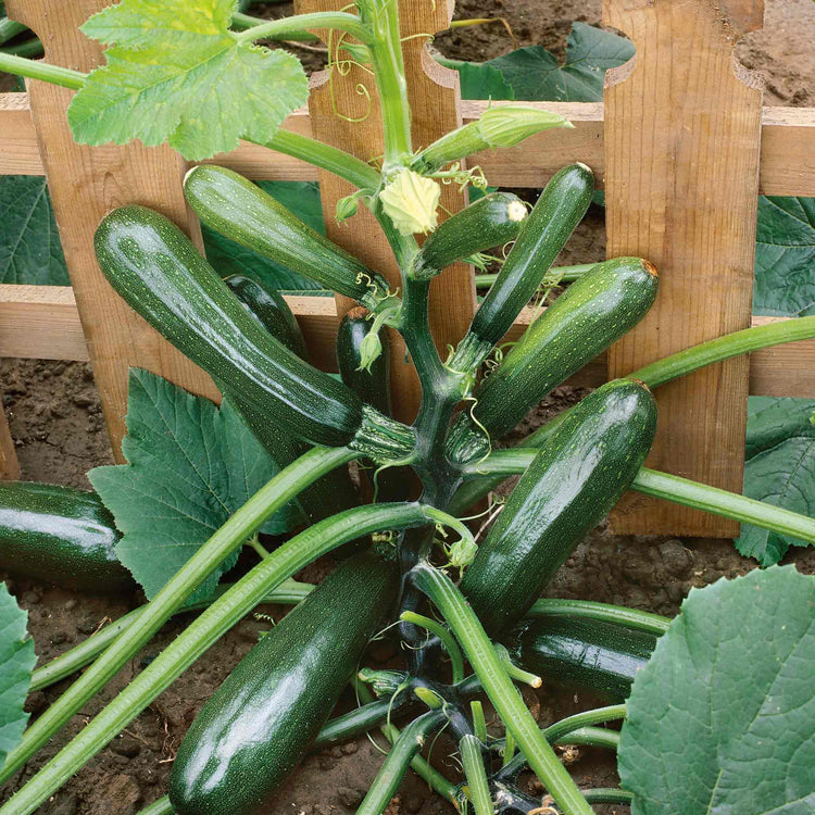 Courgette Seeds 'Black Forest' F1