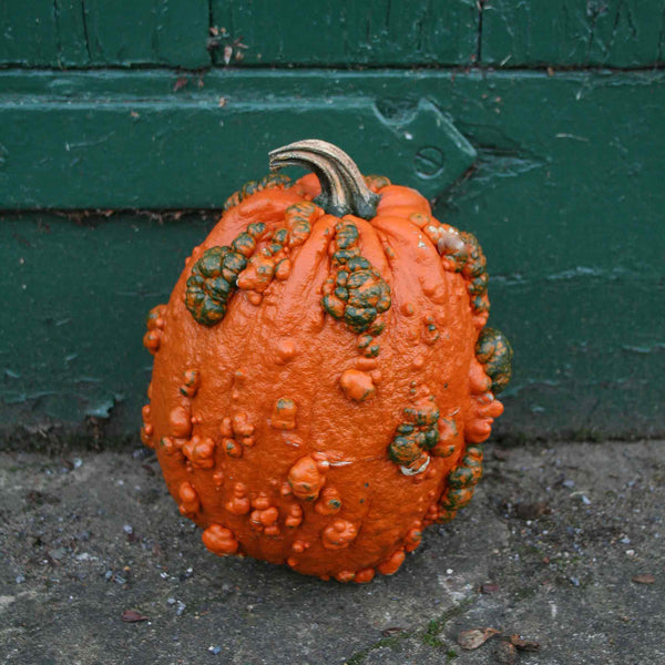 Pumpkin Seeds 'Goosebumps' F1