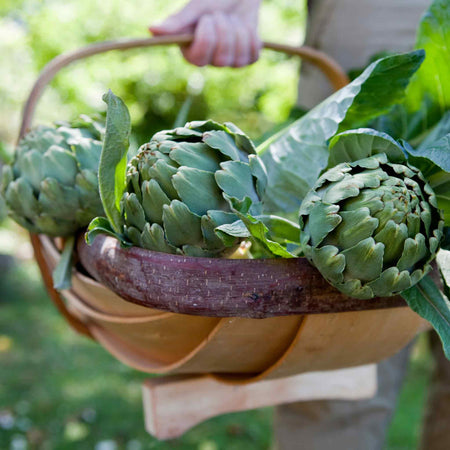 Artichoke 'Green Globe'