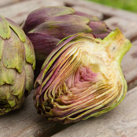 Artichoke 'Violet Globe'