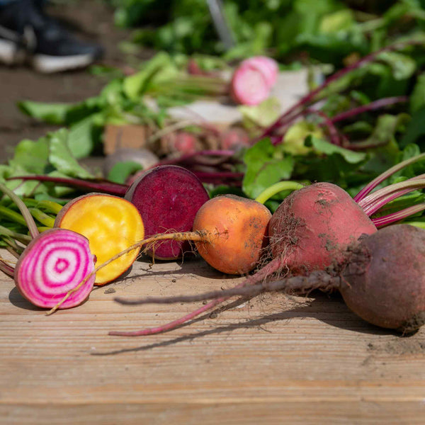 Beetroot Seeds 'Quattro Gourmet Mix'