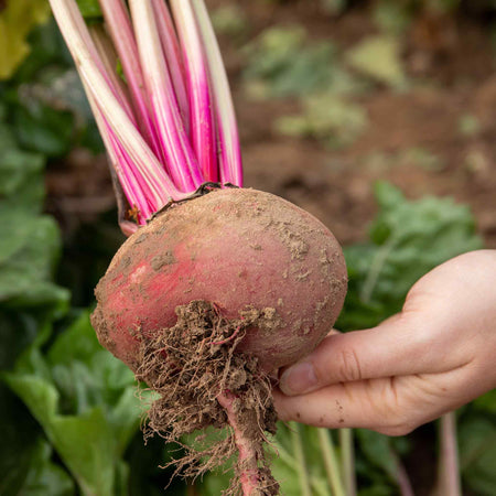 Beetroot 'Quattro Gourmet Mix'