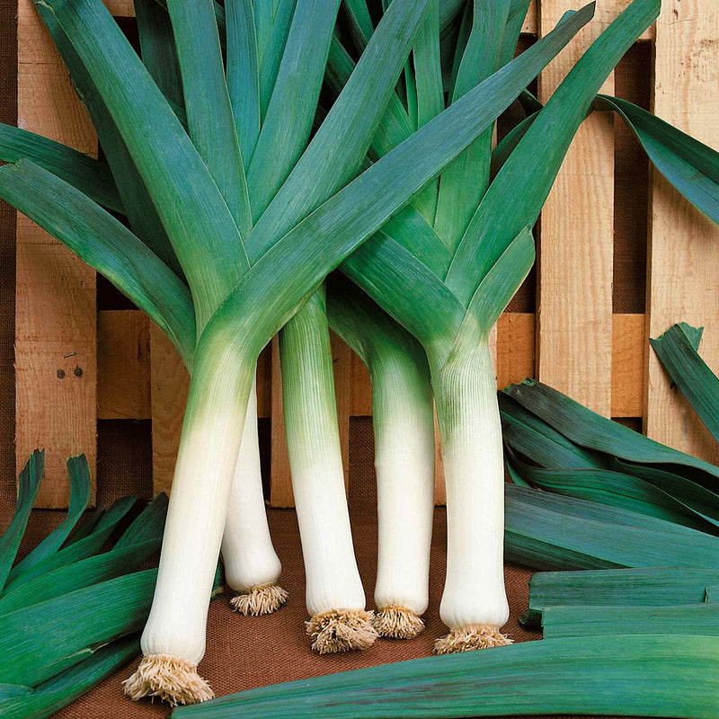 Leek Seeds 'Blauwegroene Winter Bandit'