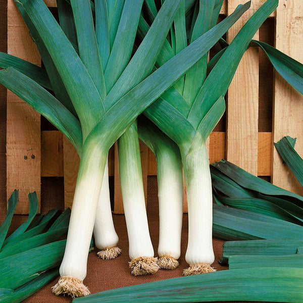 Leek Seeds 'Blauwegroene Winter Bandit'