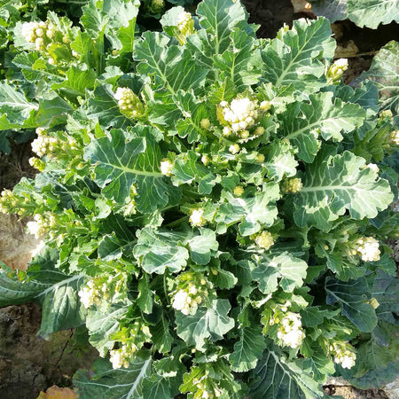 Broccoli White Sprouting 'Burbank'