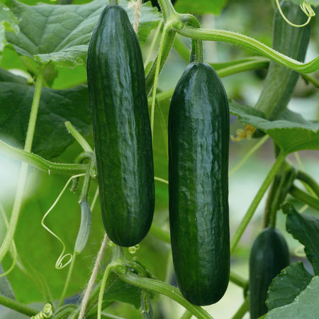 Cucumber 'Outdoor Duo'