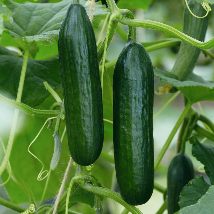 Cucumber 'Outdoor Duo'
