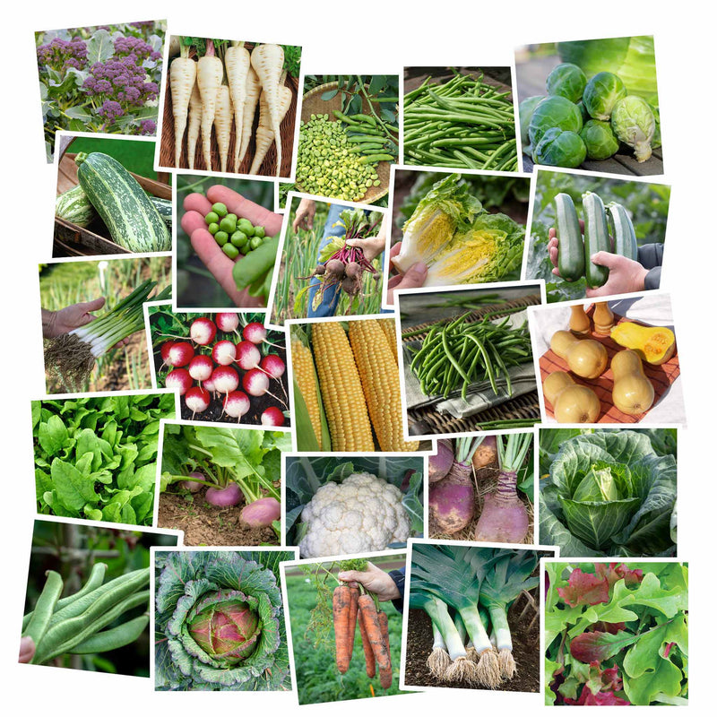 Allotment Collection Seeds