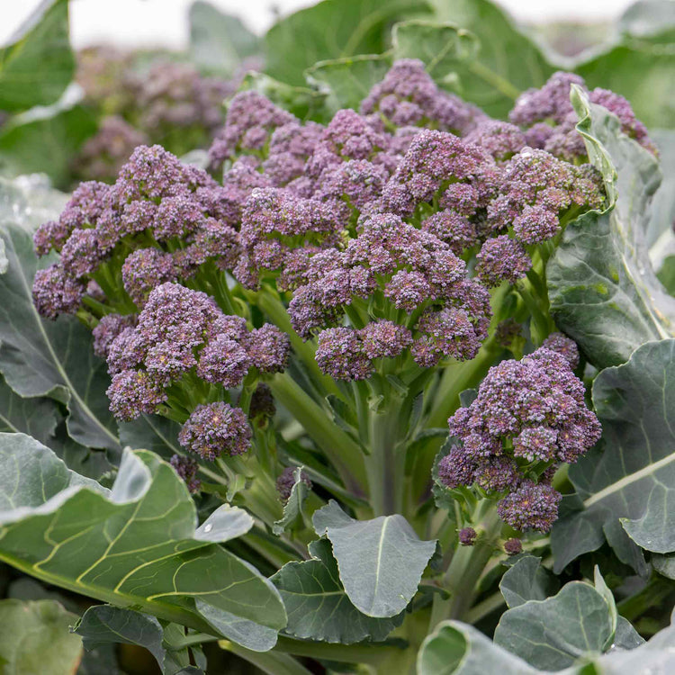 Broccoli 'Summer Purple'