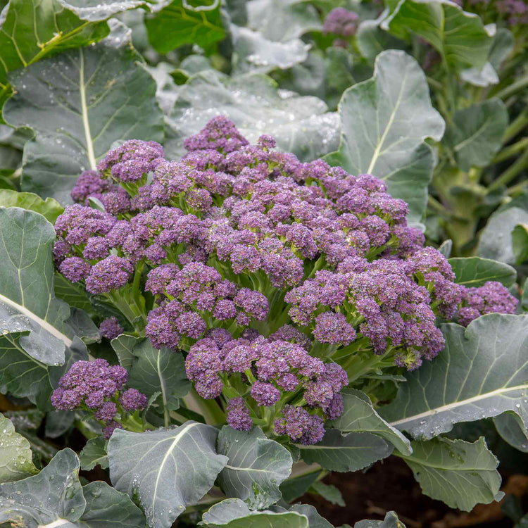 Brassica 'Autumn & Winter Cropping' Collection