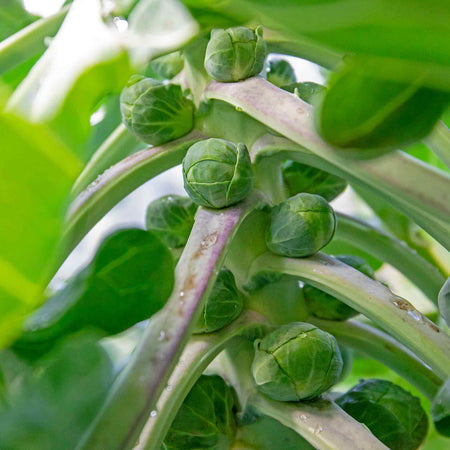 Brussels Sprout 'Clodius'