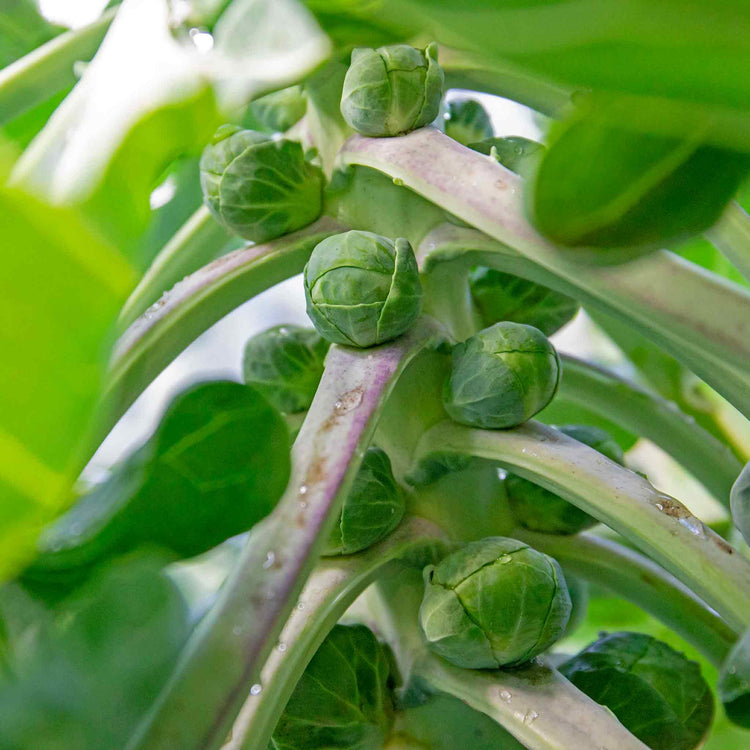 Brussels Sprout 'Clodius'