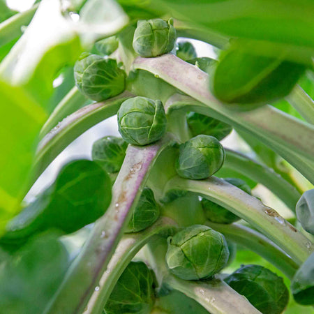 Brassica 'Extra Early Collection'