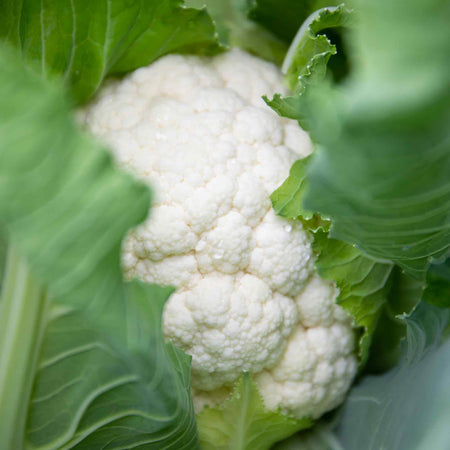 Brassica 'Club Root Resistant Collection'