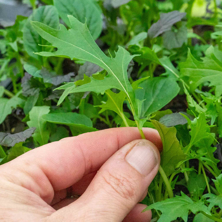 Salad Leaves Seeds 'Provencale Mix'