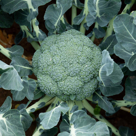Broccoli 'Marathon'