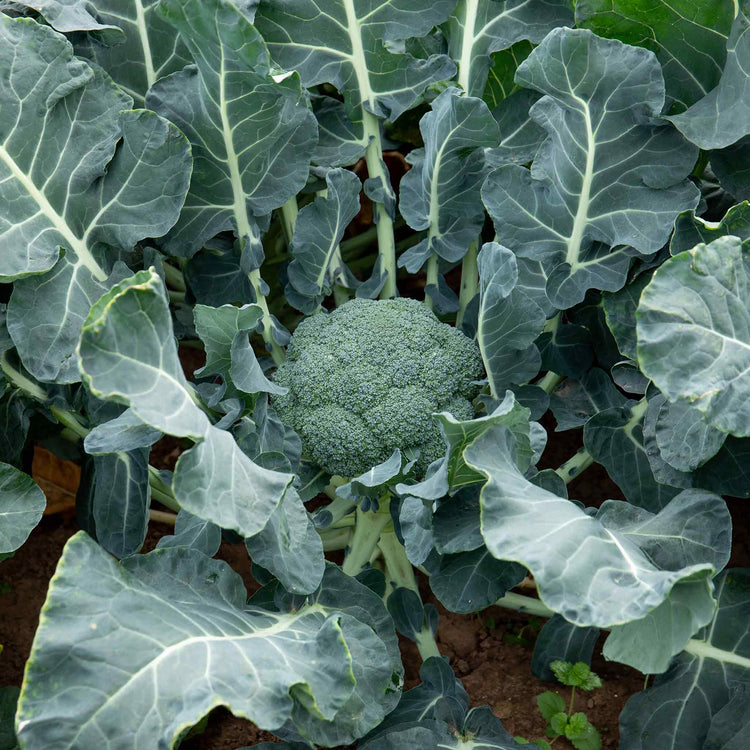 Calabrese Seeds 'Marathon' F1