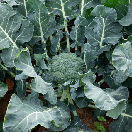 Broccoli 'Marathon'