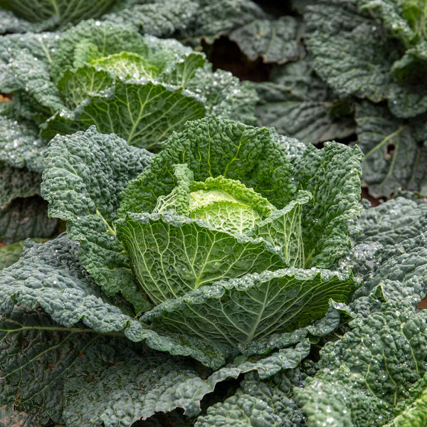 Cabbage 'Tundra'