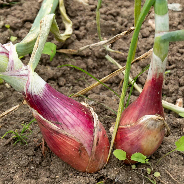 Shallot Seeds 'Zebrune'