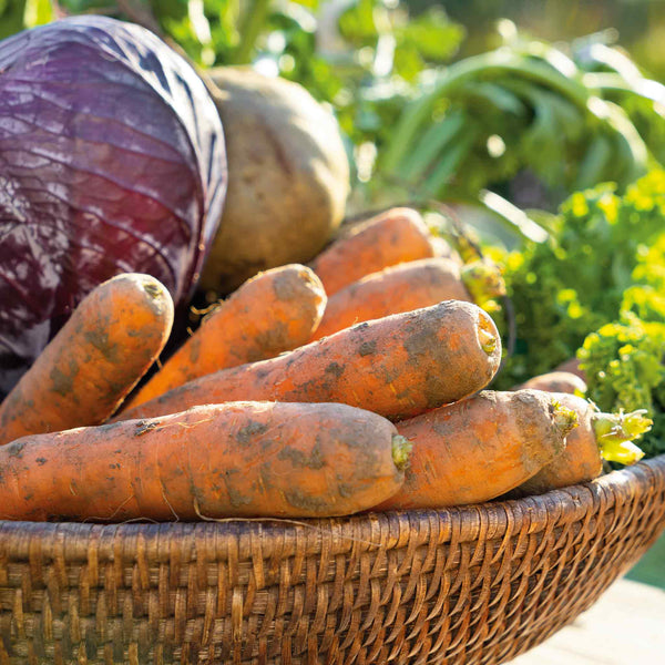 Carrot Seeds 'Amsterdam Forcing 3'