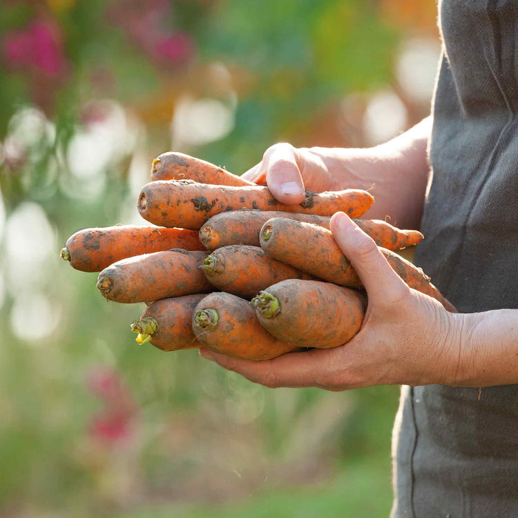 Carrot Seeds 'Autumn King 2'