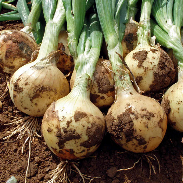 Onion Seeds 'Fasto' F1