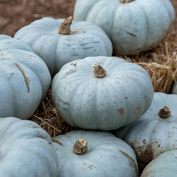 Pumpkin 'Crown Prince'