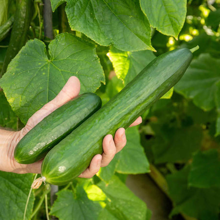 Cucumber Seeds 'Tasty King'