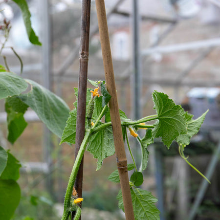 Cucumber Seeds 'Marketmore'