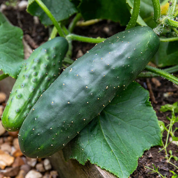 Cucumber 'Marketmore'