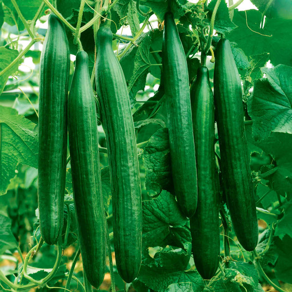Cucumber 'Telegraph'