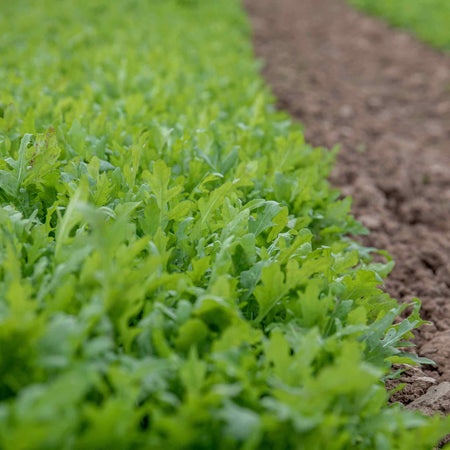Rocket Salad Seeds