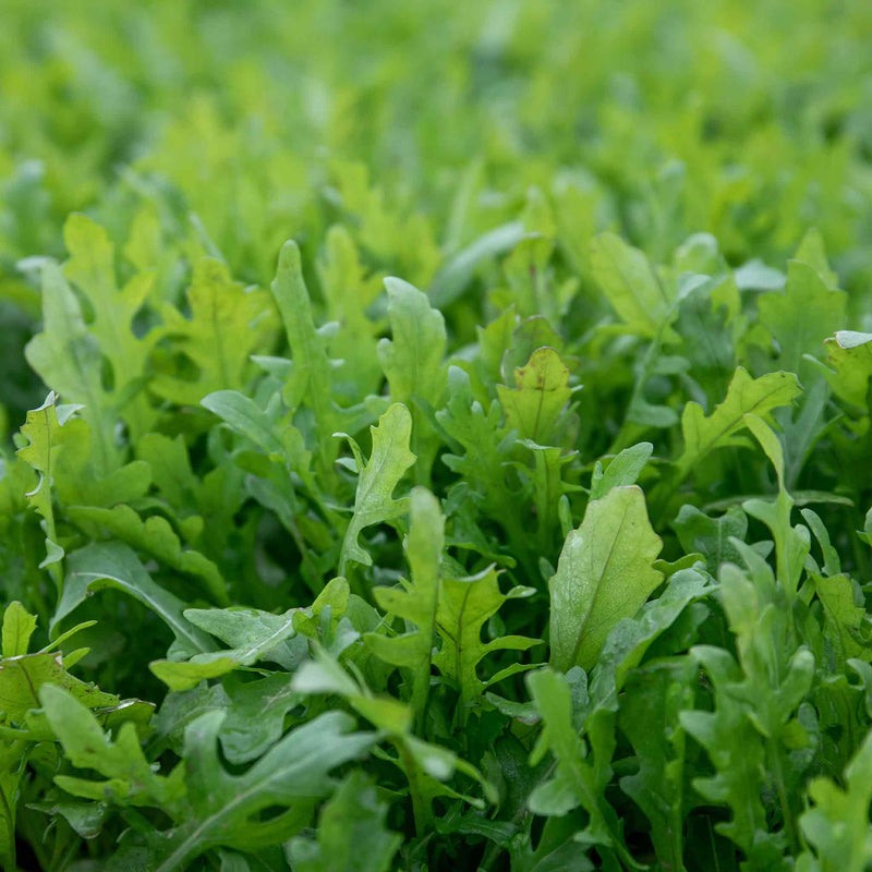 Rocket Salad Seeds