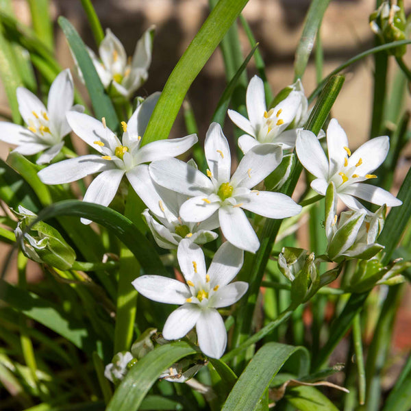 Chive ‘Garlic’ (Allium tubero)