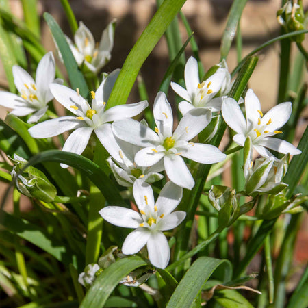 Garlic Chives Seeds