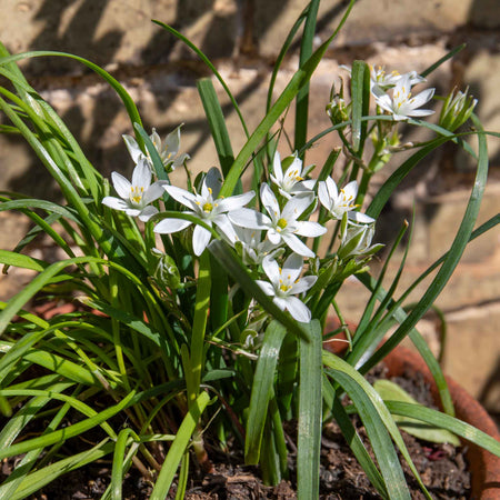 Chive ‘Garlic’ (Allium tubero)