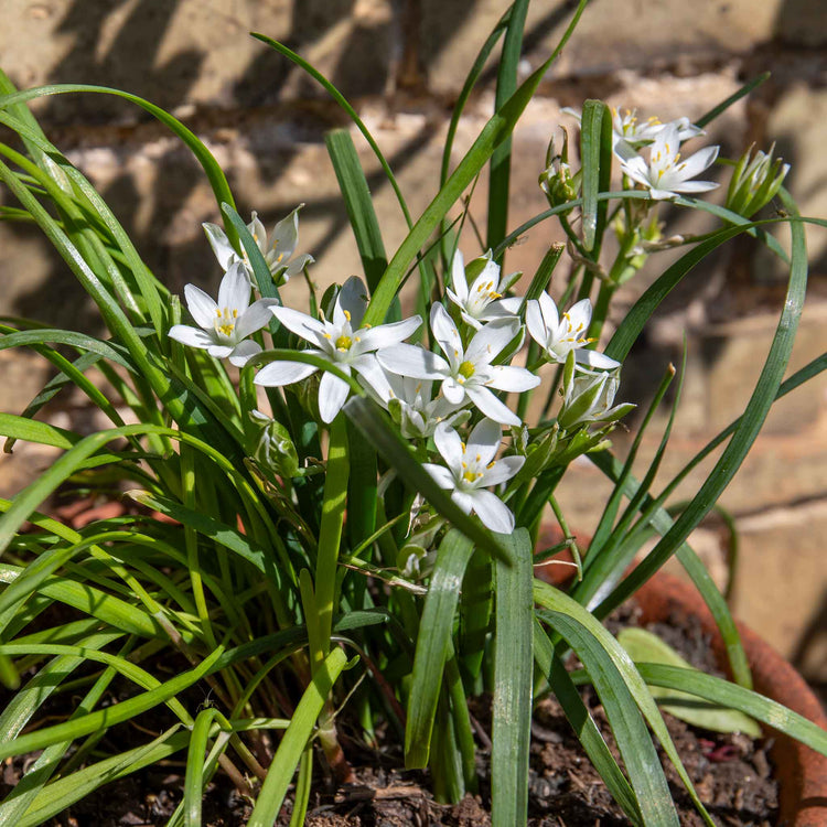 Chive ‘Garlic’ (Allium tubero)