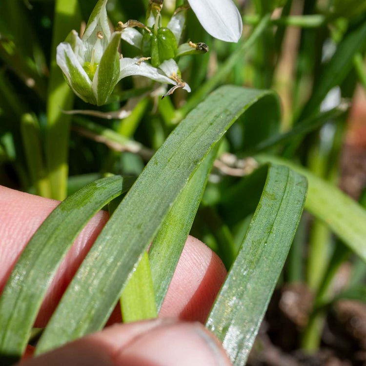 Garlic Chives Seeds